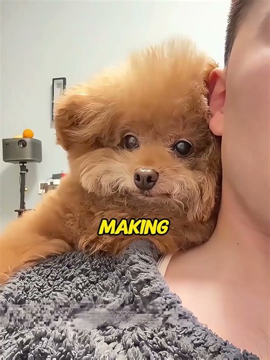 Would you book this dog hotel#funnyshorts #pets #cute #love