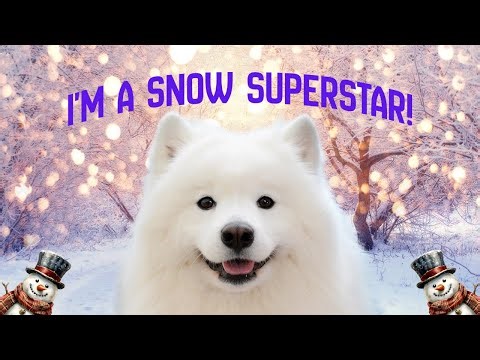 Winter Wonderland Dogs You Need to Know | Snow Breeds & Fun Facts