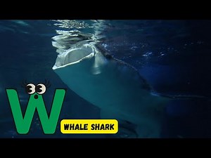 ABC 104 Ocean Animal Adventure Song for Kids | Fun Alphabet Learning | Phonics & Sea Life | #abcd