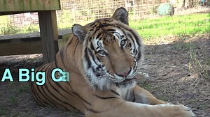 102K views · 10K reactions | A Big Cat Is Still A Cat! When you give a cat a cat toy, they will find something else around the house to play with whether it is a piece of paper, a bag, or a bottle cap. You give a tiger an expensive toys, and he resorts to playing in the grasses. A cat, is a cat, is a cat! | Big Cat Rescue | Facebook