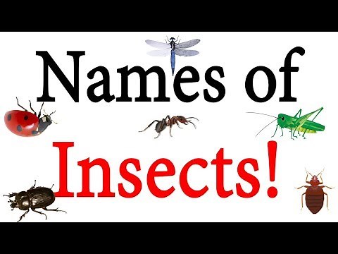Names of Insects in English with Pictures