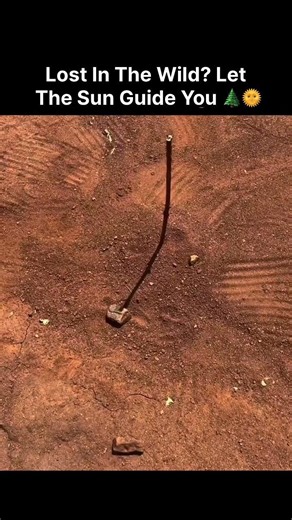 Lost In The Wild? Let The Sun Guide You 🌲🌞