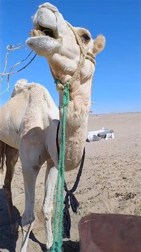A camel is eating grass in Saudi Arabia