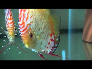 Diskuszucht gelungen Peter Lübbke