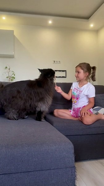 Maine Coon Cats and Their Adorable Kittens