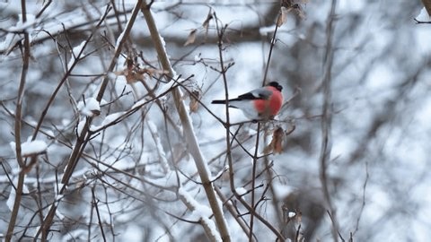 clip-3981562515-male-eurasian-bullfinch-pyrrhula-bright-red-breast