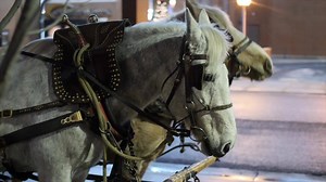 4.2K views · 51 shares | The season looks a little different in 2020, but the holiday tradition of Free Wheatland Bank Horse and Carriage Rides continues in downtown Spokane. | Downtown Spokane | Facebook