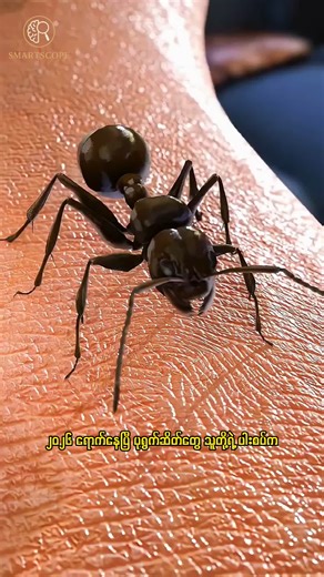 2026 ရောက်တော့မယ် ပုရွက်ဆိတ်တွေက ကိုက်တယ်လို့ထင်နေကြတုန်းလား? #smartscope #VisualLearning #didyouknow #fyp