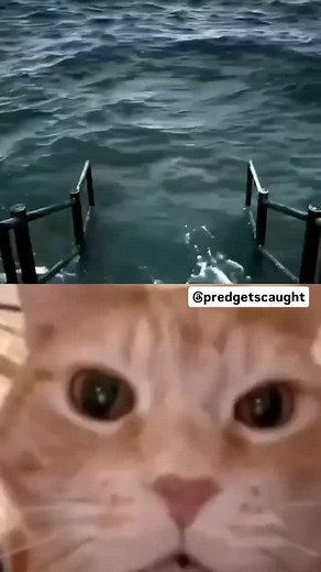 Day 67 posting child predator 📸 . . . #pred #predator #pdffiles #predpatrol #vitaly | Pred Gets Caught