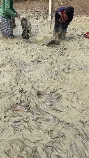 Easy Techniques for Catching Shing Fish #fishing