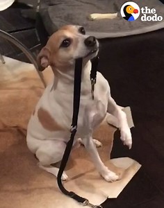 630K views · 6.4K shares | This dog does the mannequin challenge everywhere he goes  | The Dodo | Facebook