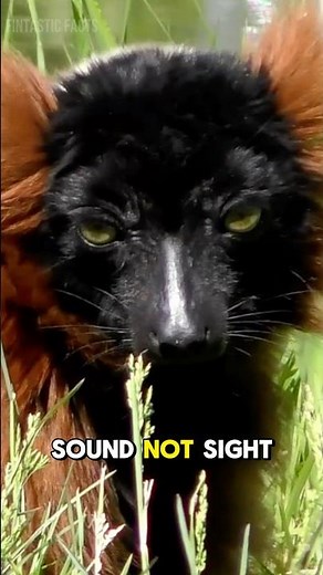 The Loudest Lemur in the Rainforest? 🐒