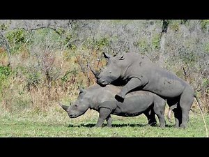 How Rhinos Mate Shocking Truth of the Wild’s Armored Giants