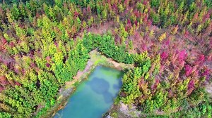 102 reactions | The large maple forest in southwest China's Yunnan Province reveals the gorgeous colors of autumn. #maple #forest #season #autumn #photography #China #Yunnan | Miss Panda | Facebook