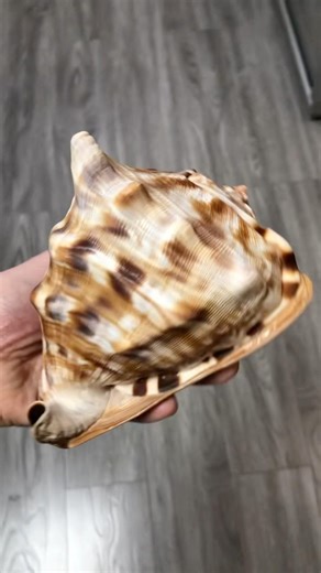 Cassis Tuberosa 149.5mm / Cuba / for sale ❗️#reels #cuba #sea #shells #shelly #shell #shorts