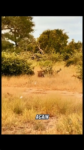 8.2K views · 52 reactions | SHOCKING Leopard Turns FOOD THIEF Into FOOD! (Viral Wildlife Moment)  #leopard #wildlife | Amazing Interesting Facts | Facebook