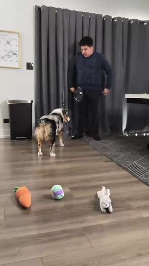 Happy Easter’s Day to all followers! Thanks for your loves! #ASL #dog #dogtraining #Deaf #Dad #sordo #love | Boni The Aussie