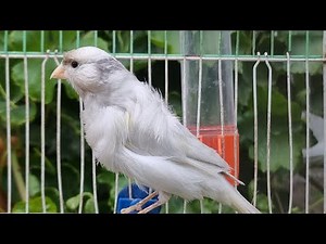 Most Powerful Canary Singing - video to Training Canaries