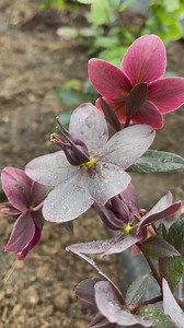 My newly planted flowers are loving this rain Ashley Dougherty WTAE ☔️ These are called hellebores and they love the cold and even bloom in the winter! Isn’t that amazing? | Michelle Wright WTAE