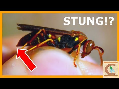 STUNG By a Paper Wasp! - How Aggressive ARE They Really?