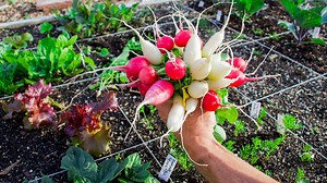 Grow more food with these 10 fast growing crops in your garden! SUPPORT ME AND TUCK →Amazon affiliate link: https://amzn.to/2z7NIRQ →Merchandise: https://teespring.com/stores/jps-store-5 MY FAVORITE GARDEN PRODUCTS! → Birdies Raised Beds: COUPON CODE: TUCK https://shop.epicgardening.com → Coco Coir: https://amzn.to/3uAyV9J → Vermiculite: https://amzn.to/3uytOXJ →Perlite: https://amzn.to/33uUJHQ →Mykos Pure Mycorrhizal Inoculant: https://amzn.to/2WCZfRX →6 Mil Greenhouse plastic: https://amzn.to/