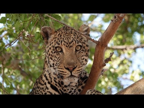 Wildlife of South Africa - Slideshow 4K
