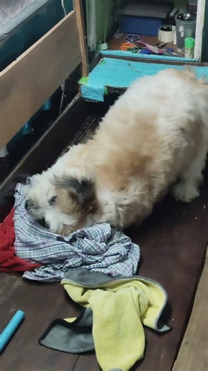 Khai Nao's happiness. # #fatdog #cutdog 🐕😍🐕🥰