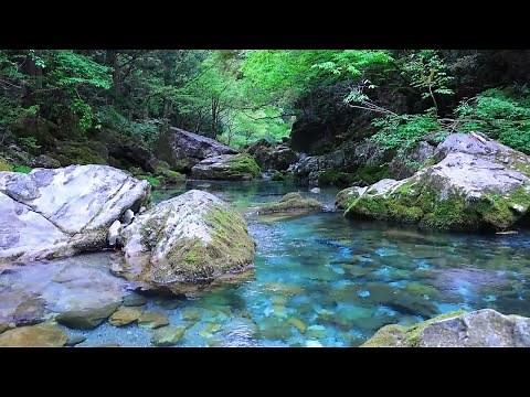 青く美しく透き通る清流の川の音,小鳥のさえずり【勉強,作業,集中,睡眠,癒し,瞑想,リラックス,ASMR】