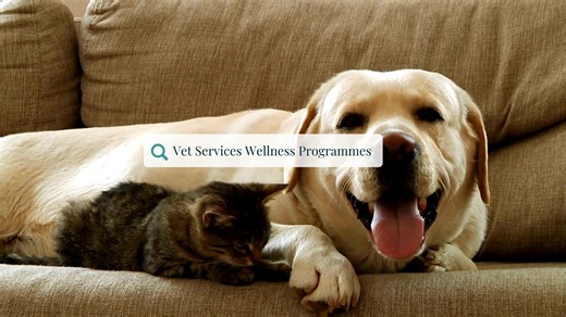 🐶🐱 Give your pets the best preventative care all year round with Vet Services Wellness Programmes! Easy, affordable and designed to keep your furry friends healthier for longer. 💚 What’s included: 👨‍⚕️ Annual Vet Check 👩‍⚕️ Unlimited Nurse Consults 💉 Core Vaccinations 🐜 Year-Round Flea & Worm Protection 💅 Unlimited Nail Trims 🦴 Unlimited Anal Gland Care 🛍️ 10% off in-store retail 😁 20% off dental procedures 🍽️ Exclusive discounts on Hill’s, Royal Canin & Blackhawk 💳 Flexible payment
