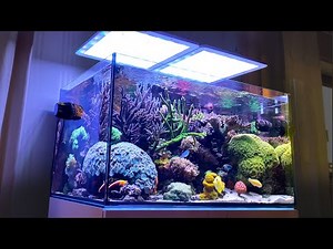 GERMAN DREAM TANK - 300 Liter coral reef aquarium!!!