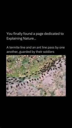 Explaining Nature on Instagram: "Ants and termites are often compared because they both live in highly organized colonies, but they’re actually very different kinds of insects. Ants belong to the order Hymenoptera (making them relatives of bees and wasps), while termites belong to the order Blattodea (making them closer relatives of cockroaches). Both groups are eusocial, meaning they have a caste system with workers, soldiers, and reproductive individuals, and they build intricate nests. • #ree