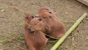 capybara tower epic