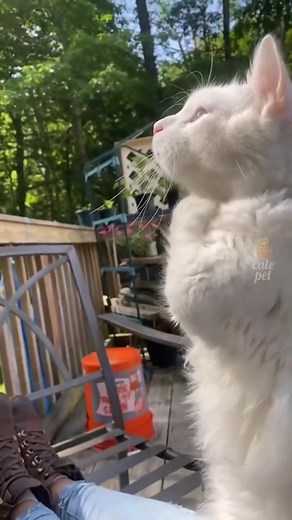 one hour of funny cats videos 🤣 #cat #cats #catsoftiktok #catslovers #catsvideo #catsmoves #catslove #catslover #awesomecat #funny #lovely #petloversclub #naughty #stuckinloop . . . . . . . video by: shaxianzhang