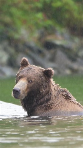 Sometimes you just need a moment alone in the rain…☔️ Follow me on IG @Libby.penman for more wildlife content 🎥🐾 . . . . . . . . . #bear #wildalaska #wildlifephotography #wildlifeaddicts #wildlifeperfection #wildlifephotographer #wildlifeshots #earthcapture #wildlife_seekers #wildlifefilmmaking #wildlifefilmmaker #alaska #brownbear