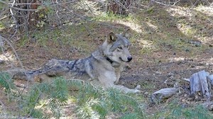 Endangered gray wolf originally from Oregon found dead in Northern California