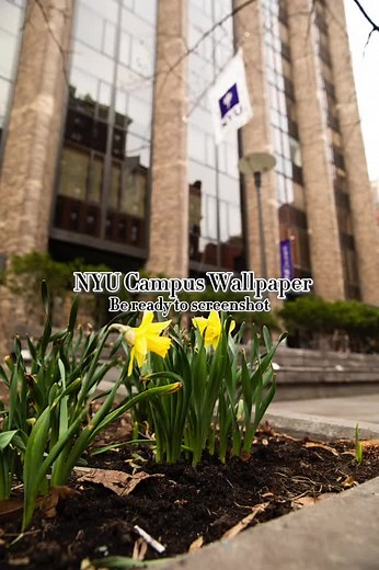 NYU Campus Phone Wallpapers for Students