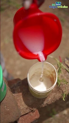 Solution with coconut, buttermilk & asafoetida to prevent flower drop in plants