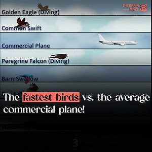 How does the speed of the fastest birds compare to that of the average commercial plane? In this animation, we put nature's speedsters against cutting-edge aviation technology. Watch as the peregrine falcon, golden eagle, and more swoop through the skies to challenge the speed of a commercial plane. Who will come out on top in this high-speed race? Find out in a thrilling visual comparison of speed! | The Brain Maze