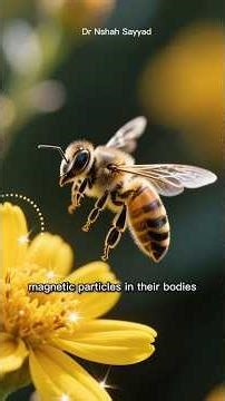 The Secret Sixth Sense: How Animals Use Earth’s Magnetic Field