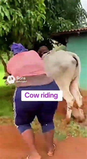 cow riding #viral #funny