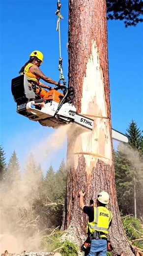 look at this tough woman using her skills to cut down a big tree it's amazing #fyp #wood #chainsaw