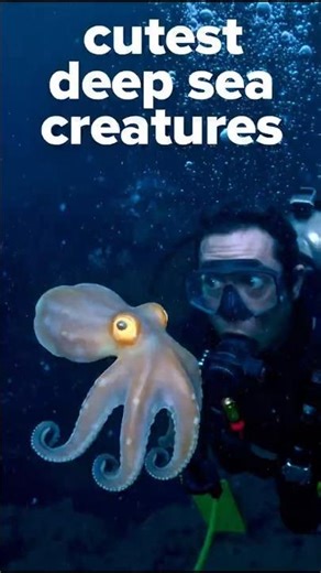 Cutest Deep sea creatures you won't believe exist. #DeepSea #CuteAnimals #oceanfact