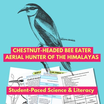 Chestnut-Headed Bee-Eater Study Science Literacy & C.E.R. Lesson | Choice Board
