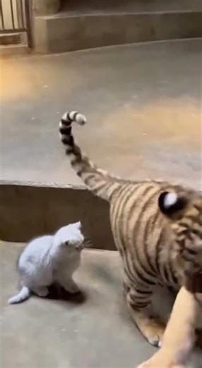 Tiny Kitten Meets Giant Tiger! 🐱🐯 | Cinematic Encounter