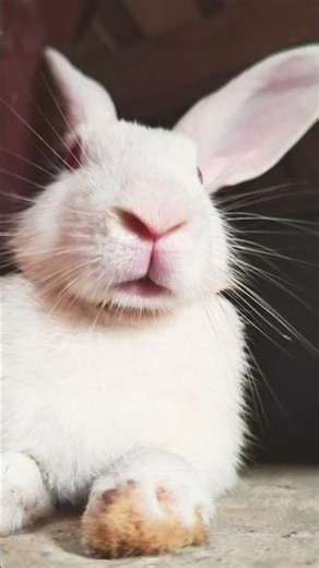 some cute poses of my bunnies 😍😍😍 #rabbit #cute #shorts