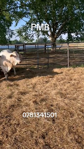 Brahman and Zebu Cattle Herd Management Insights