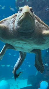 276K views · 1.5K reactions | Why Fish Eat Sea Turtle's Poop 勞 #fbreels | Viral Side | Facebook