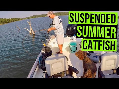 Suspend Fishing Summer Catfish (NOT ALWAYS Bottom Feeders)