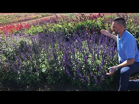 Trial Peeks - Salvia Mystic Spires Improved