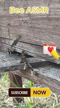 Bee Asrm nature souds chanal